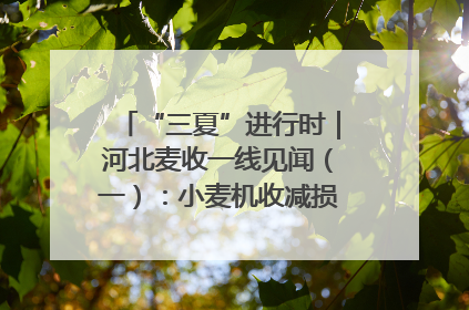 “三夏”进行时｜河北麦收一线见闻（一）：小麦机收减损“竞技” 农机高手麦田“过招”
