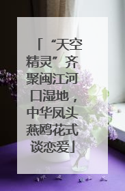 “天空精灵”齐聚闽江河口湿地，中华凤头燕鸥花式谈恋爱