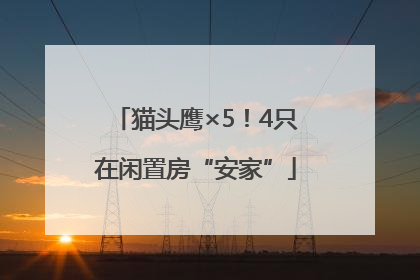 猫头鹰×5！4只在闲置房“安家”