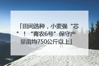 田间选种，小麦强“芯”！“青农6号”保守产量亩均750公斤以上
