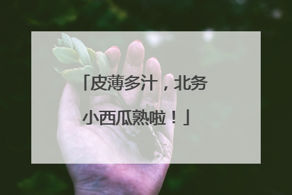 皮薄多汁，北务小西瓜熟啦！