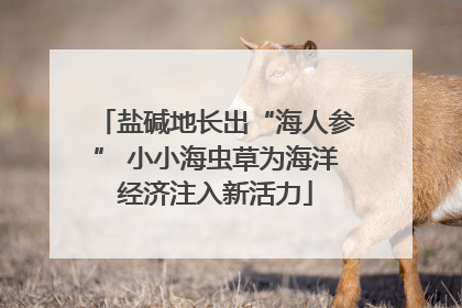 盐碱地长出“海人参” 小小海虫草为海洋经济注入新活力