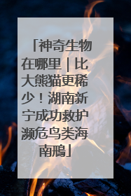 神奇生物在哪里｜比大熊猫更稀少！湖南新宁成功救护濒危鸟类海南鳽