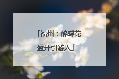 福州：醉蝶花盛开引游人