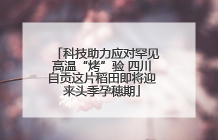 科技助力应对罕见高温“烤”验 四川自贡这片稻田即将迎来头季孕穗期