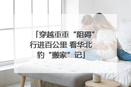 穿越重重“阻碍”行进百公里 看华北豹“搬家”记