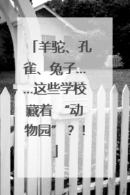 羊驼、孔雀、兔子……这些学校藏着 “动物园”？！