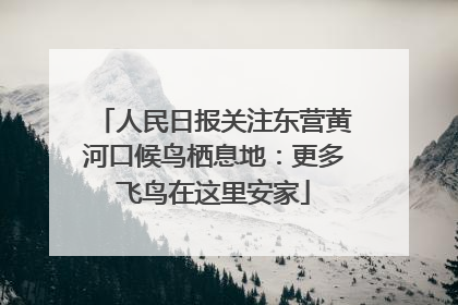 人民日报关注东营黄河口候鸟栖息地：更多飞鸟在这里安家