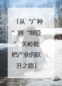 从“广种”到“细管” 关岭枇杷产业的跃升之路