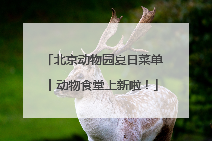 北京动物园夏日菜单丨动物食堂上新啦！