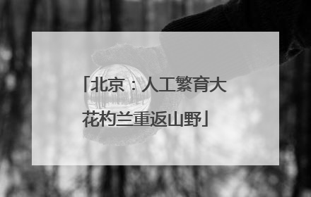 北京：人工繁育大花杓兰重返山野