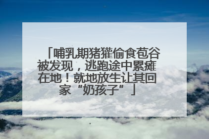 哺乳期猪獾偷食苞谷被发现，逃跑途中累瘫在地！就地放生让其回家“奶孩子”