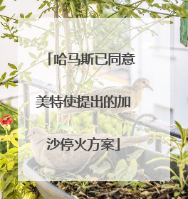 哈马斯已同意美特使提出的加沙停火方案
