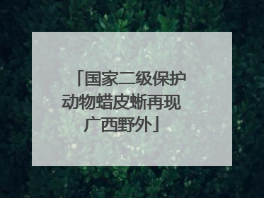 国家二级保护动物蜡皮蜥再现广西野外