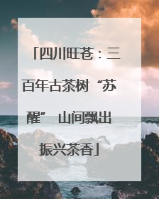 四川旺苍：三百年古茶树“苏醒” 山间飘出振兴茶香