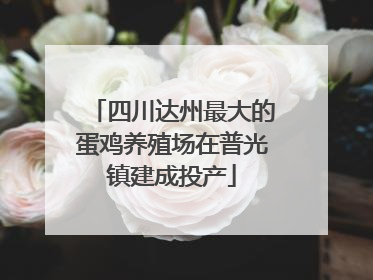 四川达州最大的蛋鸡养殖场在普光镇建成投产