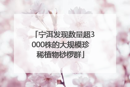 宁洱发现数量超3000株的大规模珍稀植物桫椤群