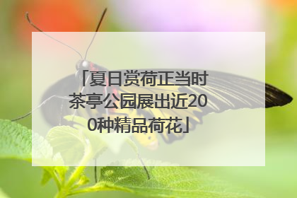 夏日赏荷正当时 茶亭公园展出近200种精品荷花