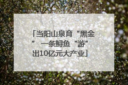 当阳山泉育“黑金” 一条鲟鱼“游”出10亿元大产业