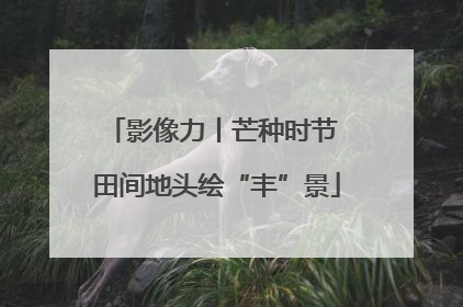 影像力丨芒种时节 田间地头绘“丰”景