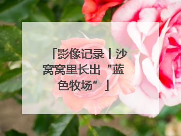 影像记录丨沙窝窝里长出“蓝色牧场”