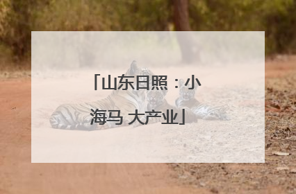 山东日照：小海马 大产业