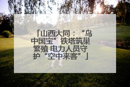 山西大同：“鸟中国宝”铁塔筑巢繁殖 电力人员守护“空中来客”