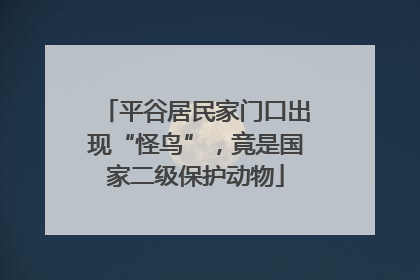 平谷居民家门口出现“怪鸟”，竟是国家二级保护动物