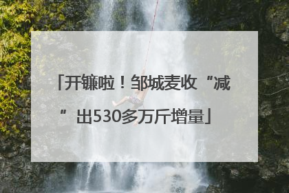开镰啦！邹城麦收“减”出530多万斤增量