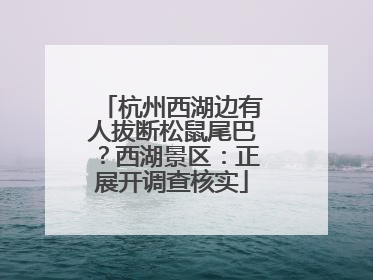 杭州西湖边有人拔断松鼠尾巴？西湖景区：正展开调查核实