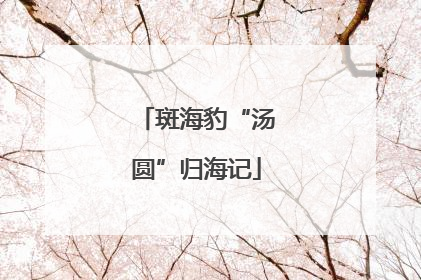 斑海豹“汤圆”归海记