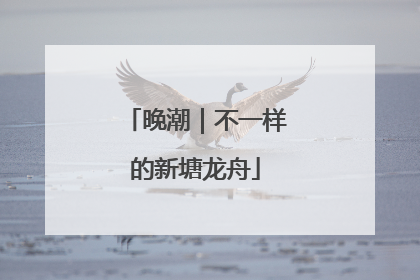 晚潮｜不一样的新塘龙舟