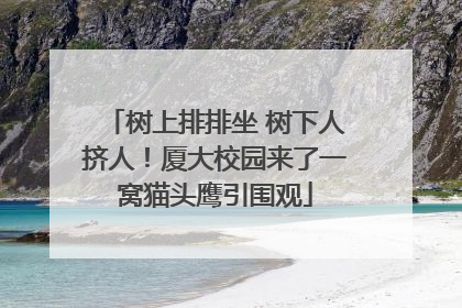 树上排排坐 树下人挤人！厦大校园来了一窝猫头鹰引围观