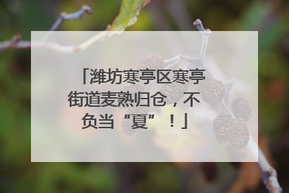 潍坊寒亭区寒亭街道麦熟归仓，不负当“夏”！