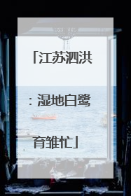 江苏泗洪：湿地白鹭育雏忙