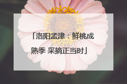 洛阳孟津：鲜桃成熟季 采摘正当时