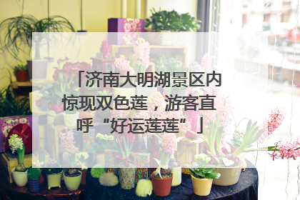 济南大明湖景区内惊现双色莲，游客直呼“好运莲莲”