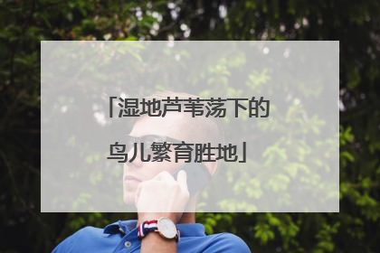 湿地芦苇荡下的鸟儿繁育胜地