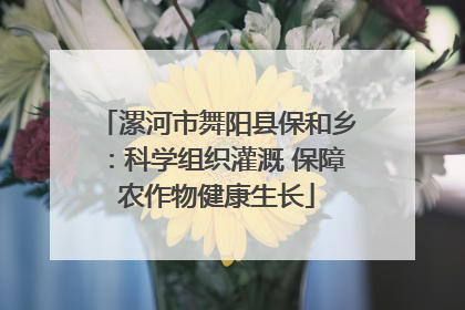 漯河市舞阳县保和乡：科学组织灌溉 保障农作物健康生长