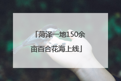 菏泽一地150余亩百合花海上线