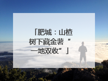 肥城：山楂树下藏金薯“一地双收”
