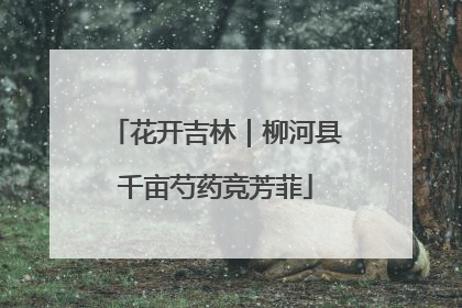 花开吉林｜柳河县千亩芍药竞芳菲