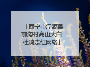 西宁市湟源县前沟村高山大白杜鹃走红网络