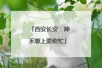 西安长安：神禾塬上麦收忙
