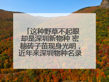 这种野草不起眼 却是深圳新物种 密穗砖子苗现身光明，近年来深圳物种名录不断刷新