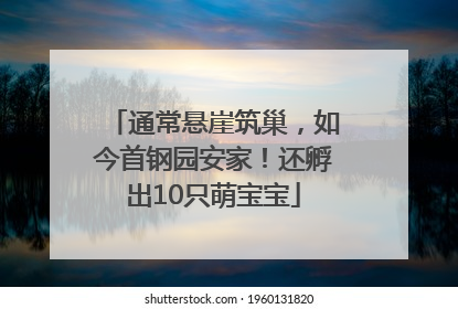 通常悬崖筑巢，如今首钢园安家！还孵出10只萌宝宝