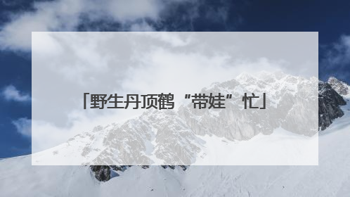 野生丹顶鹤“带娃”忙