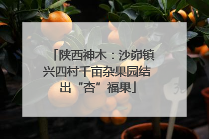 陕西神木：沙峁镇兴四村千亩杂果园结出“杏”福果