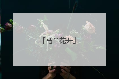 马兰花开
