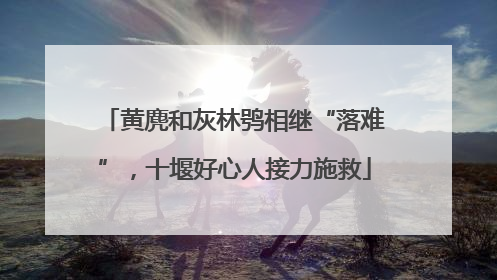 黄麂和灰林鸮相继“落难”，十堰好心人接力施救